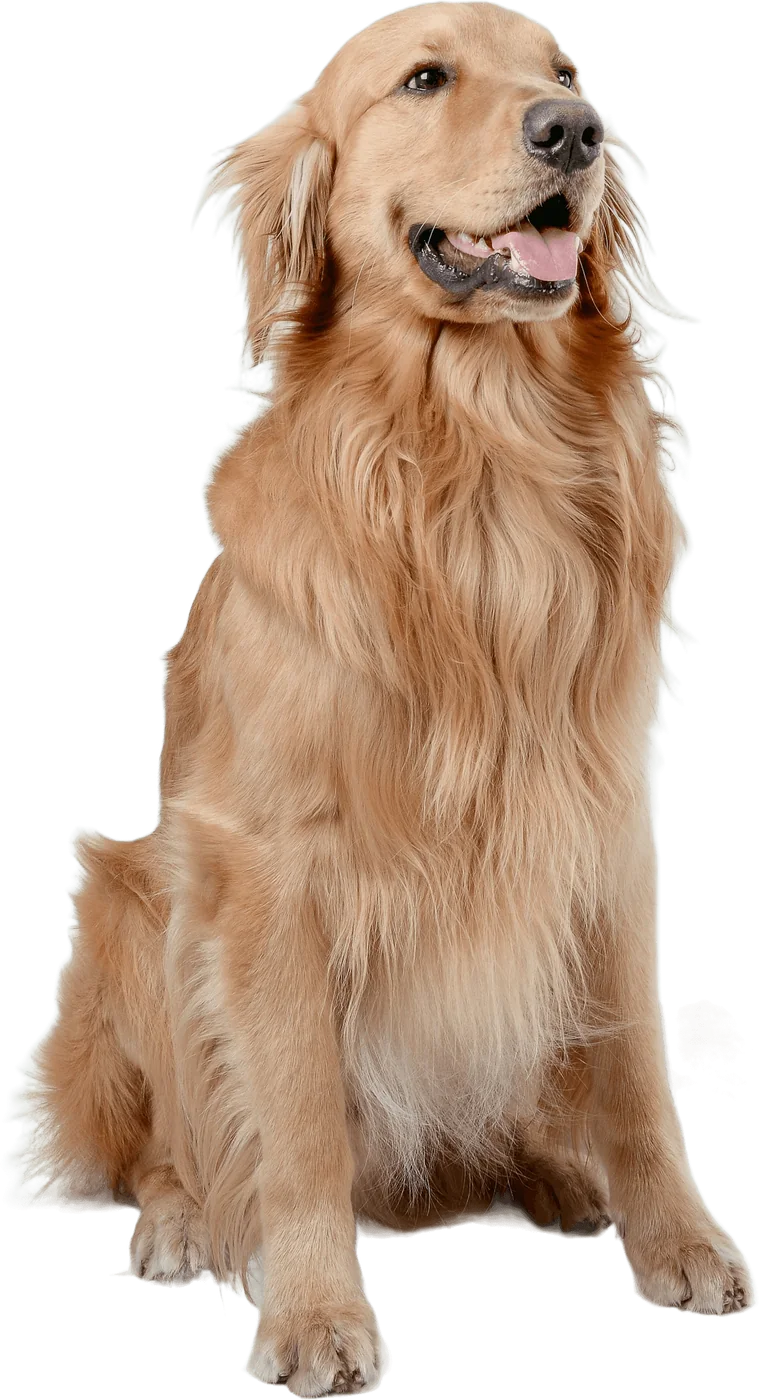 Golden Retriever sentado, sonriendo, con el pelo dorado