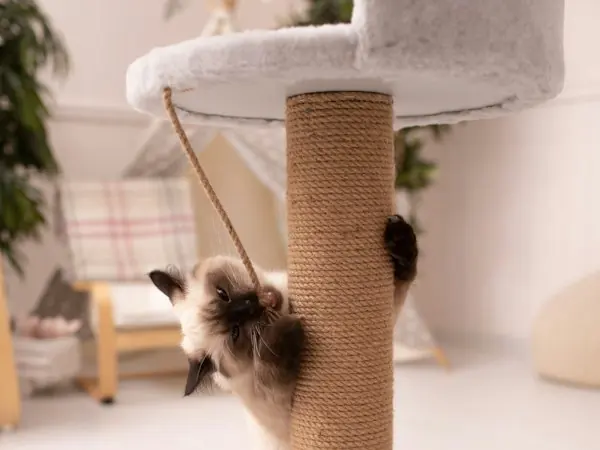 Rascador para gatos