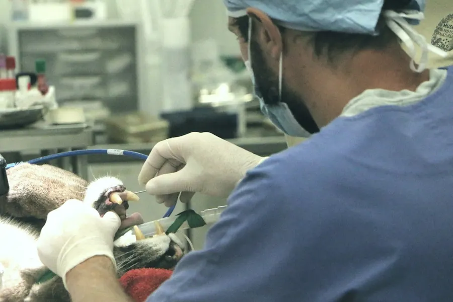 Limpieza dental en VetCan