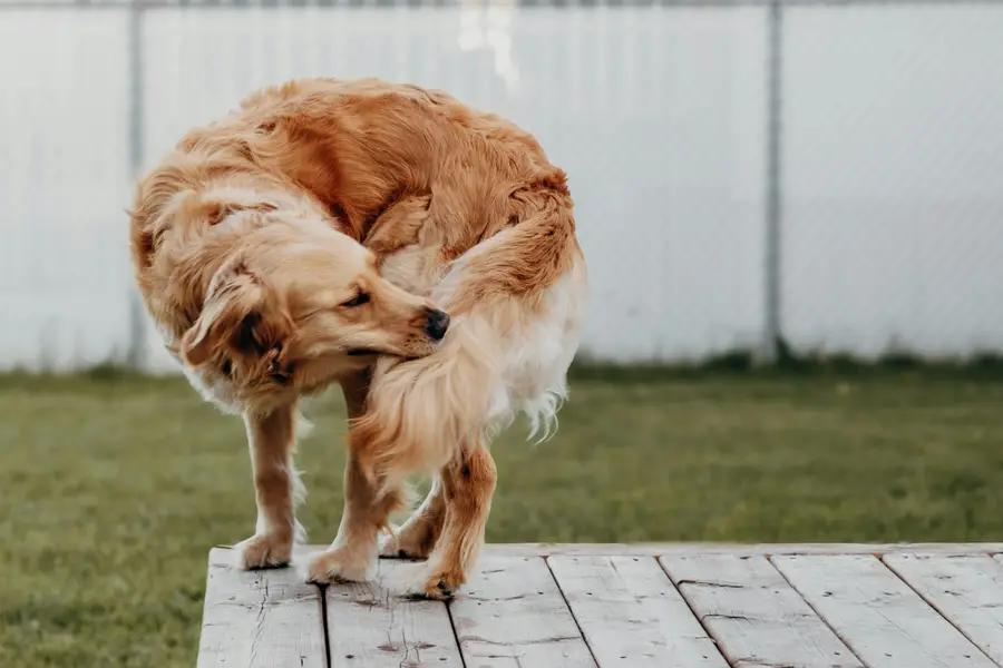 Mi perro se rasca mucho: causas y cuándo ir al veterinario