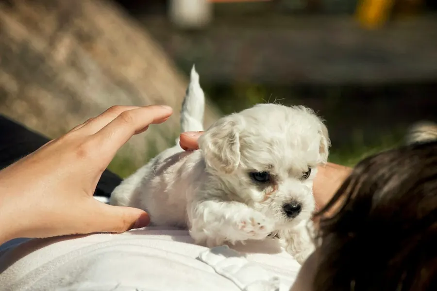 Garrapatas y pulgas en Jaén: cómo proteger a tu mascota