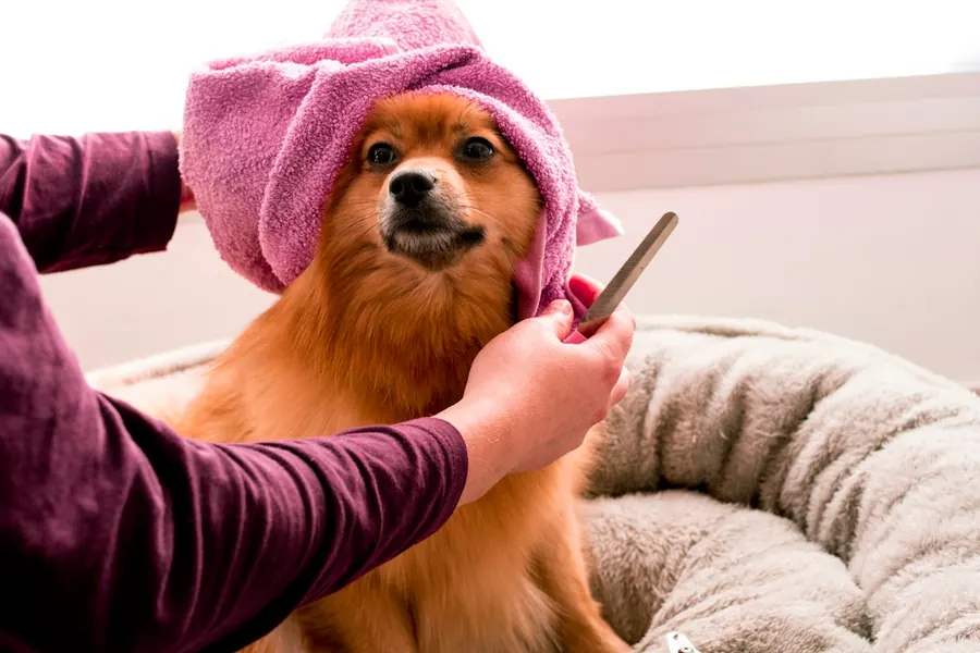 ¿Bañar a tu perro en casa o en la veterinaria? Lo que debes saber