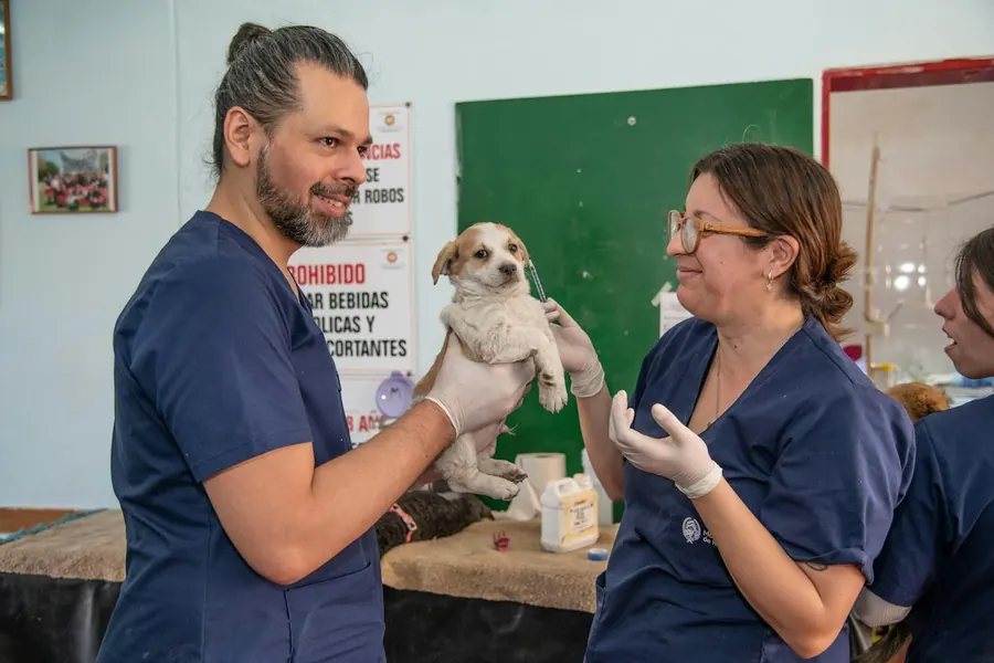 Calendario de vacunas para perros y gatos